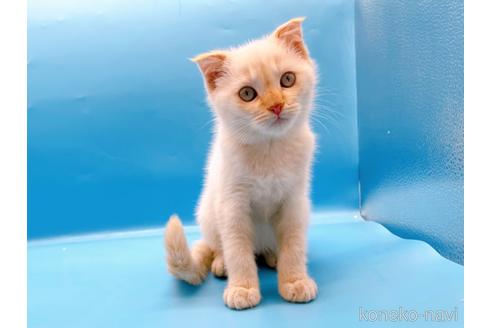 成約済の東京都のスコティッシュフォールド-41157の6枚目