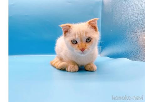 成約済の東京都のスコティッシュフォールド-41157の7枚目