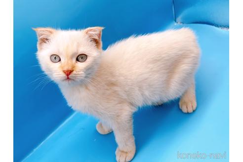 成約済の東京都のスコティッシュフォールド-41157の9枚目