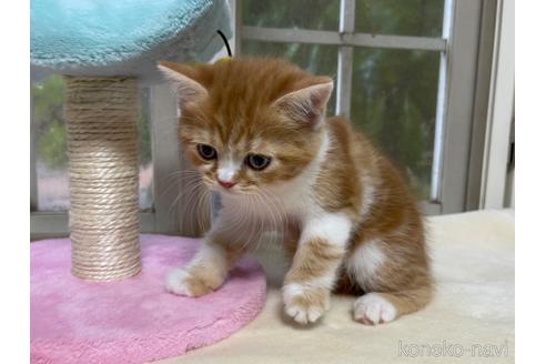 成約済の山梨県のスコティッシュフォールド-41035の3枚目