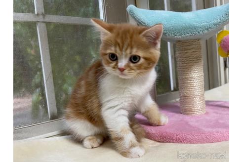 成約済の山梨県のスコティッシュフォールド-41035の5枚目