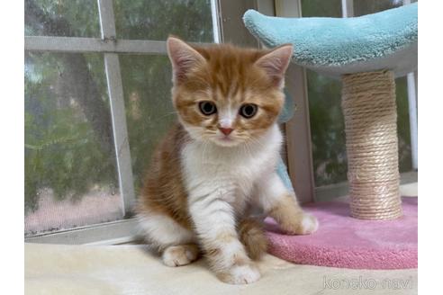 成約済の山梨県のスコティッシュフォールド-41035の6枚目