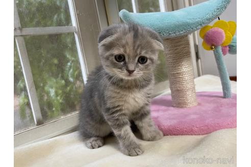 成約済の山梨県のスコティッシュフォールド-41034の1枚目