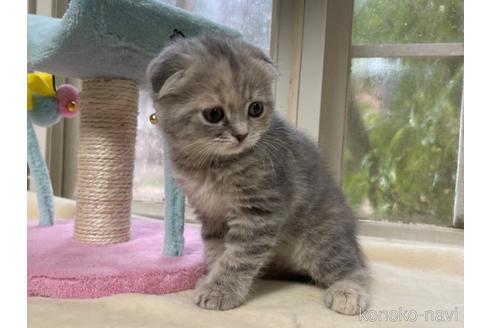 成約済の山梨県のスコティッシュフォールド-41034の6枚目