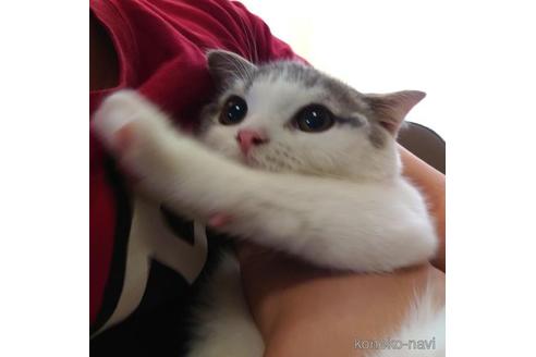 成約済の愛知県のスコティッシュフォールド-42171の2枚目