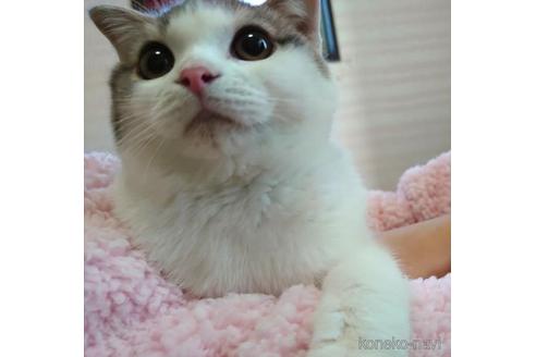 成約済の愛知県のスコティッシュフォールド-42171の3枚目