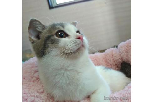 成約済の愛知県のスコティッシュフォールド-42171の5枚目