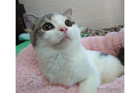 成約済の愛知県のスコティッシュフォールド-42171の1枚目