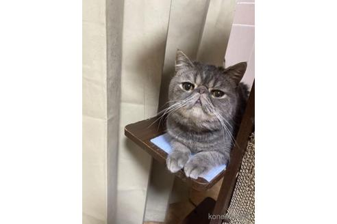 成約済の茨城県のエキゾチックショートヘア-42220