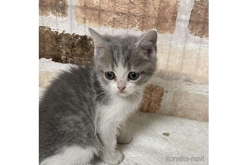 25万円以下のその他の猫種の子猫を探す 2ページ目 子猫ブリーダーナビ