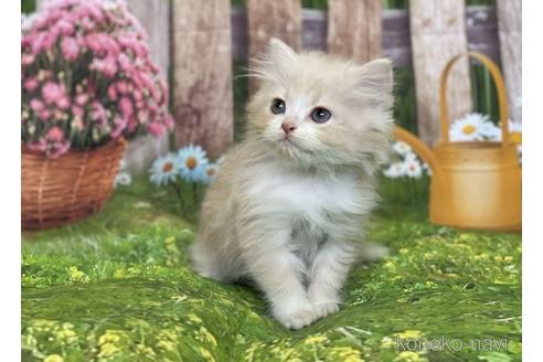 成約済の三重県のスコティッシュフォールド-42235の2枚目