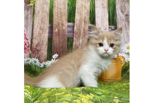 成約済の三重県のスコティッシュフォールド-42240の1枚目