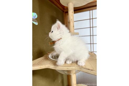 成約済の山形県のサイベリアン-41139の6枚目