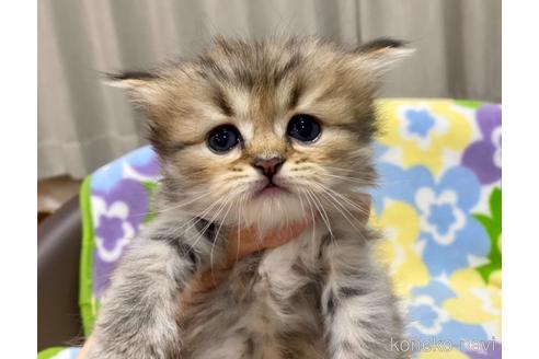 成約済の神奈川県のミヌエット-42273の1枚目