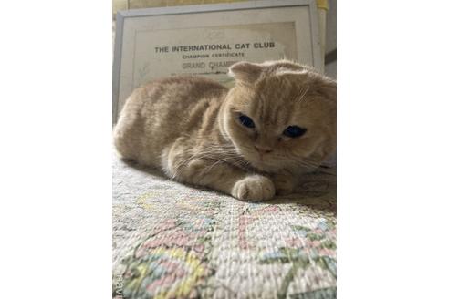 成約済の神奈川県のマンチカン-32631の12枚目