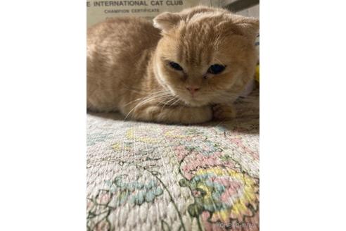 成約済の神奈川県のマンチカン-32631の11枚目
