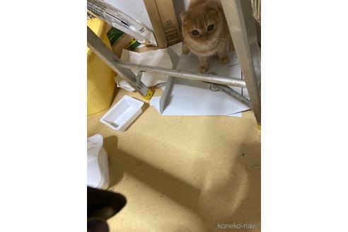 成約済の神奈川県のマンチカン-32631の8枚目