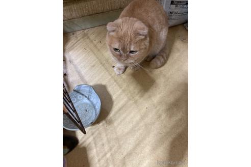 成約済の神奈川県のマンチカン-32631の7枚目
