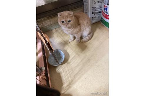 成約済の神奈川県のマンチカン-32631の6枚目