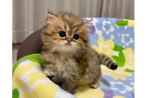 成約済の神奈川県のペルシャ(チンチラ)-42378の5枚目
