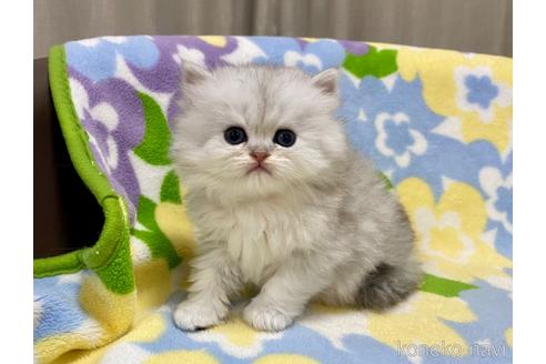 成約済の神奈川県のペルシャ(チンチラ)-42379の3枚目