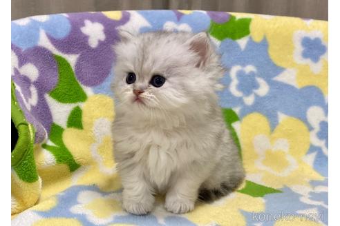 成約済の神奈川県のペルシャ(チンチラ)-42379の4枚目