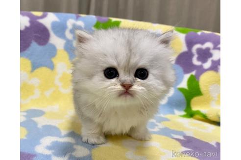 成約済の神奈川県のペルシャ(チンチラ)-42379の5枚目