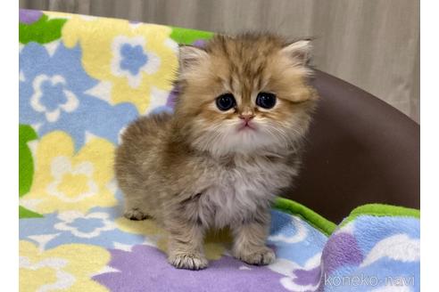 成約済の神奈川県のペルシャ(チンチラ)-42380の2枚目