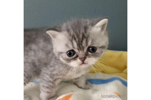 ミヌエットの子猫を探す 子猫ブリーダーナビ