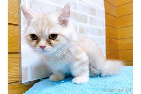 成約済の東京都のサイベリアン-42423の8枚目