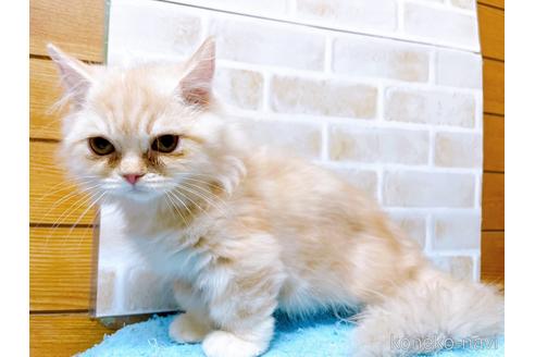 成約済の東京都のサイベリアン-42423の9枚目