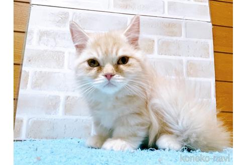 成約済の東京都のサイベリアン-42423の10枚目