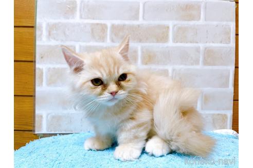 成約済の東京都のサイベリアン-42423の7枚目