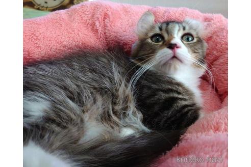 成約済の愛知県のマンチカン(短足)-42429の2枚目