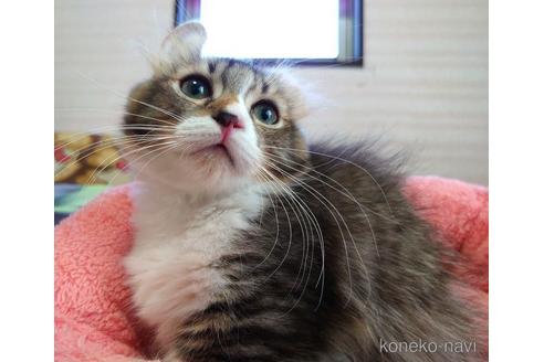 成約済の愛知県のマンチカン(短足)-42429の3枚目