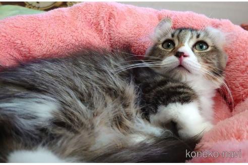 成約済の愛知県のマンチカン(短足)-42429の4枚目