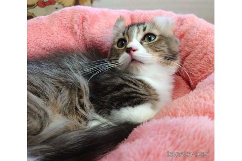 成約済の愛知県のマンチカン(短足)-42429の5枚目