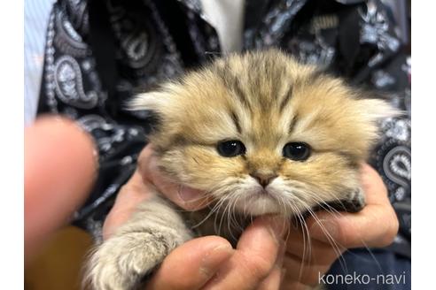 成約済の愛知県のペルシャ(チンチラ)-41212の3枚目