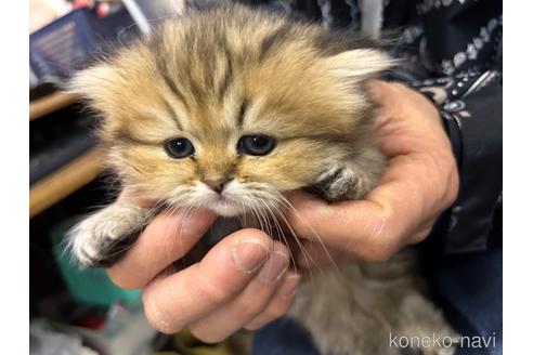 成約済の愛知県のペルシャ(チンチラ)-41212の5枚目