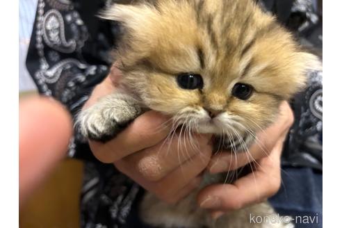 成約済の愛知県のペルシャ(チンチラ)-41212の4枚目