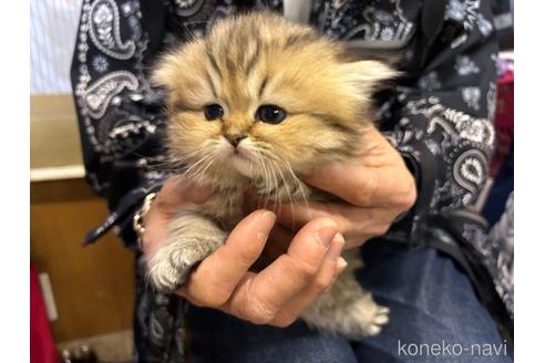 成約済の愛知県のペルシャ(チンチラ)-41212の1枚目