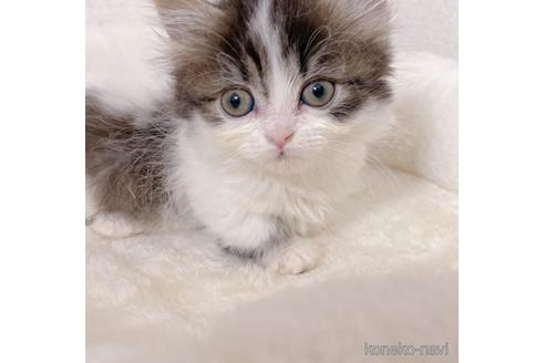 ミヌエットでブラック系の子猫を探す 子猫ブリーダーナビ