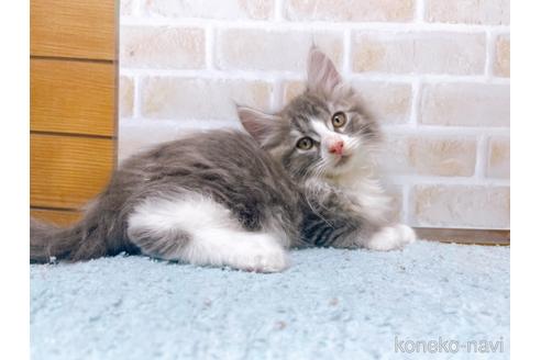 成約済の東京都のサイベリアン-41410の7枚目