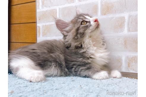 成約済の東京都のサイベリアン-41410の9枚目