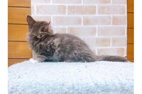 成約済の東京都のサイベリアン-41410の6枚目