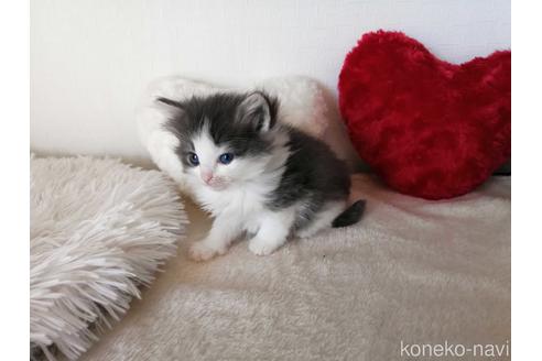 成約済の埼玉県のノルウェージャンフォレストキャット-42540の5枚目