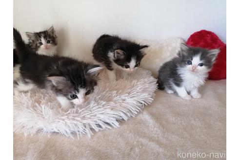 成約済の埼玉県のノルウェージャンフォレストキャット-42540の4枚目
