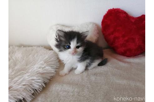 成約済の埼玉県のノルウェージャンフォレストキャット-42540の3枚目