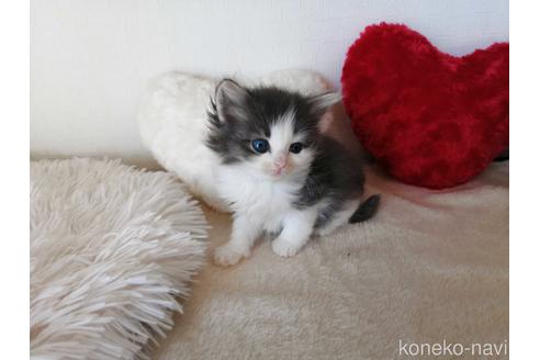 成約済の埼玉県のノルウェージャンフォレストキャット-42540の2枚目