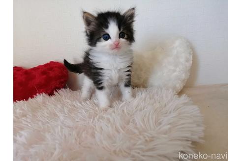 成約済の埼玉県のノルウェージャンフォレストキャット-42545の2枚目